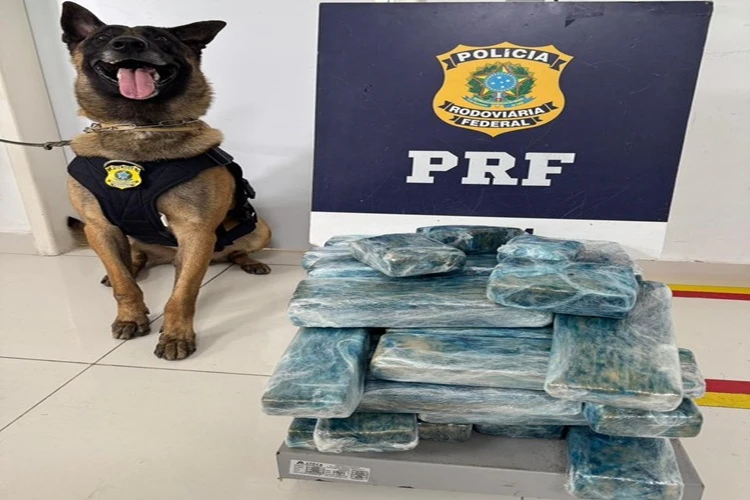 PRF apreende 26 kg de maconha em ônibus na BR-116, em Vitória da Conquista