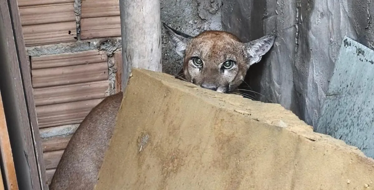 Onça-parda é resgatada em quintal de residência em Luís Eduardo Magalhães