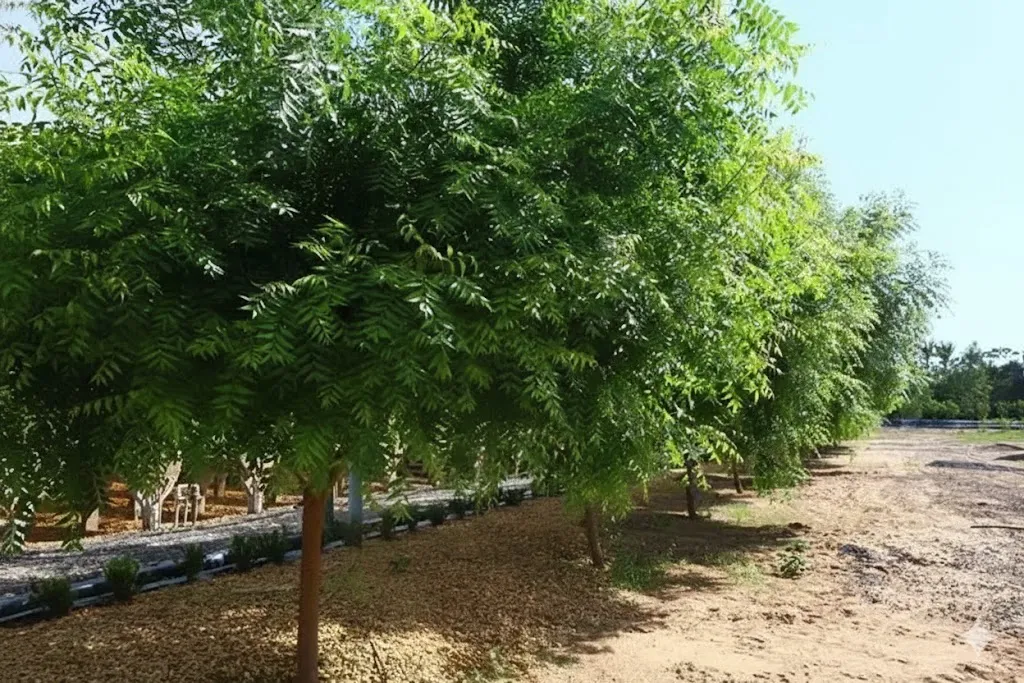 A "Sombra Milagrosa" das cidades da Bahia sob suspeita: O que você precisa saber sobre o Nim Indiano