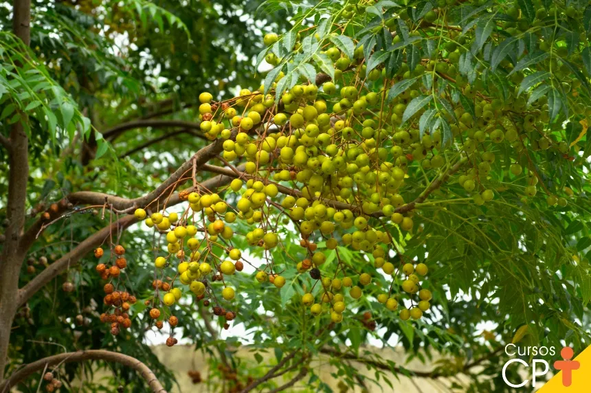 Foto em close de galhos de uma árvore de Nim Indiano com folhas verdes lanceoladas e cachos de frutos redondos amarelados e alguns secos (marrons), destacando a frutificação característica da espécie na Bahia.