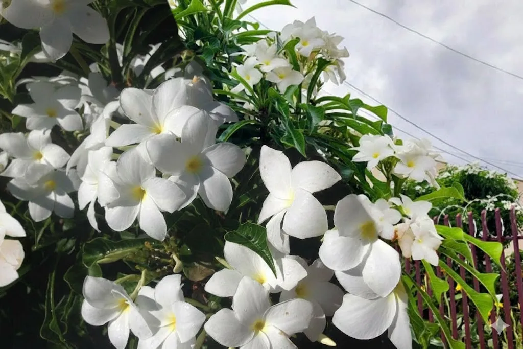 Jasmim do Caribe: O buquê que enfeita Macaúbas e Paramirim