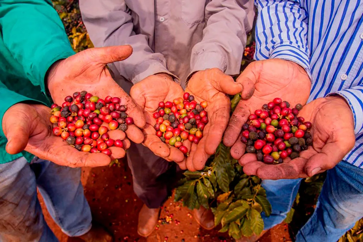 Encontro de cafeicultura deve movimentar Rio de Contas com programação cultural e turística