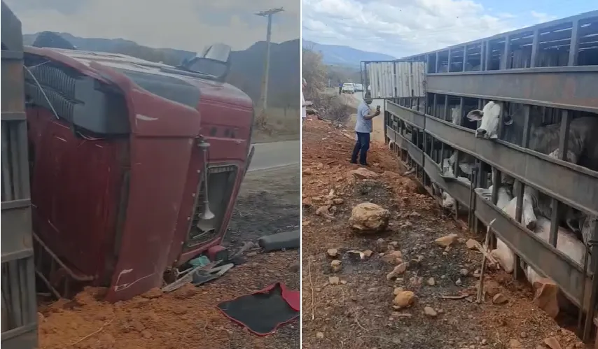 Caminhão que transportava bovinos tomba na BA-152, entre Itanagé e Livramento