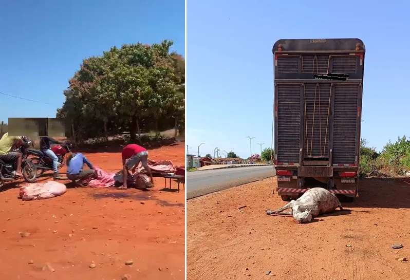 Caminhão boiadeiro descarrega boi morto às margens da BA-148 e moradores fazem evisceração do animal
