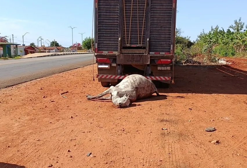 Motorista esclarece episódio com bovino durante transporte na BA-148 em Livramento de Nossa Senhora