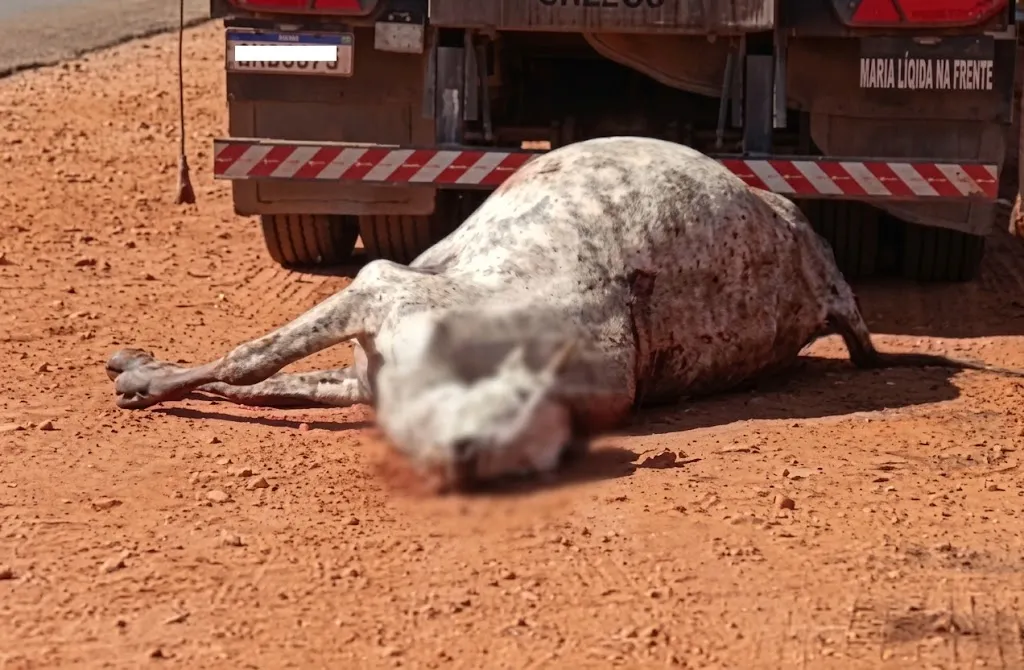 Animal descartado e aproveitado para consumo em rodovia estava visivelmente inchado