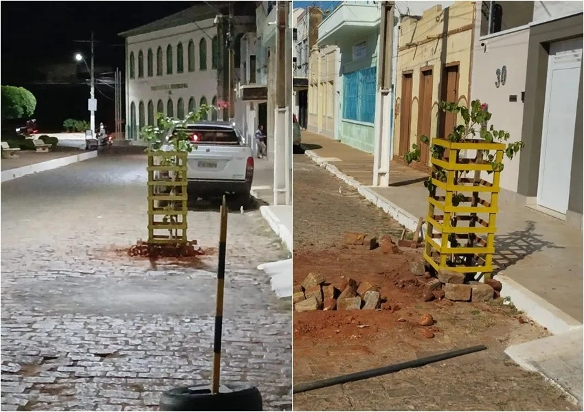 Árvore plantada no meio da via gera polêmica em Livramento de Nossa Senhora