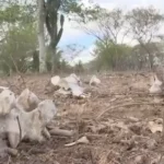 Impactos da seca na Bahia — gado sucumbe à falta de água e alimento. Foto: Reprodução/TV Subaé.