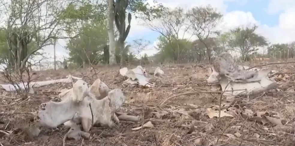 Bahia em Crise: Descubra os Impactos Devastadores da Seca Que Altera a Vida de Milhares