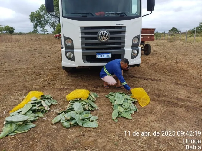 Governo da bahia entrega 90 mil mudas de palma para fortalecer agricultura familiar
