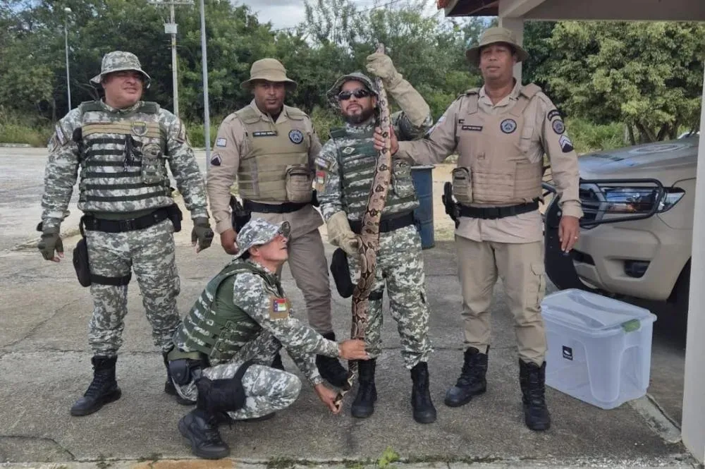Policiais resgatam jiboia na BA-262 em Vitória da Conquista e garantem segurança na rodovia