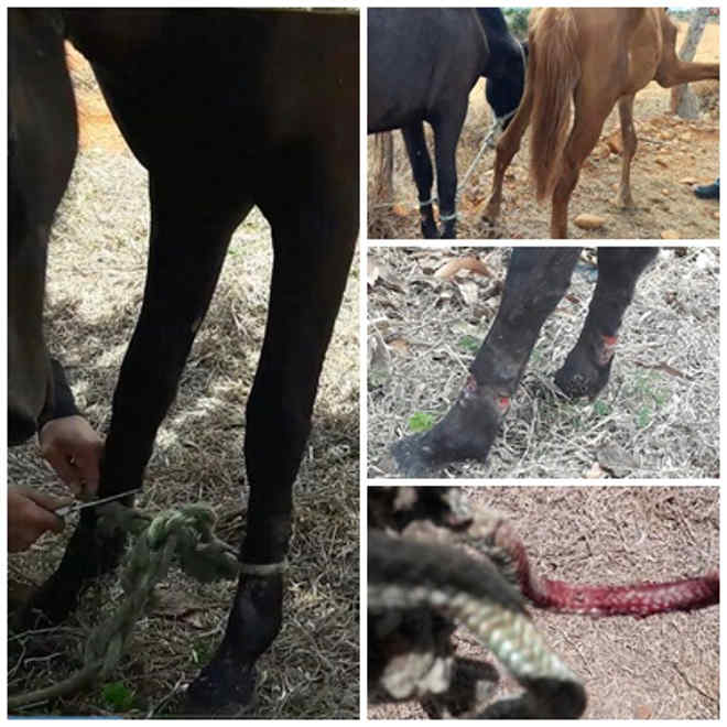 Polícia Militar Resgata Cavalos Vítimas de Maus-Tratos em Comunidade Rural de Livramento de Nossa Senhora