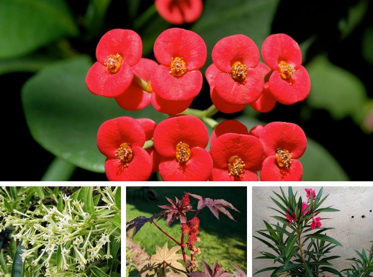 Plantas tóxicas para jardim: evite essas 7 perigosas