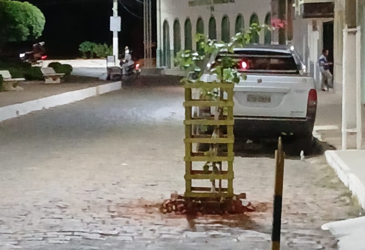 Árvore plantada no meio da rua em Livramento de Nossa Senhora chama atenção de moradores e levanta debate sobre planejamento urbano. O curioso é que fica bem ao lado da sede da prefeitura.