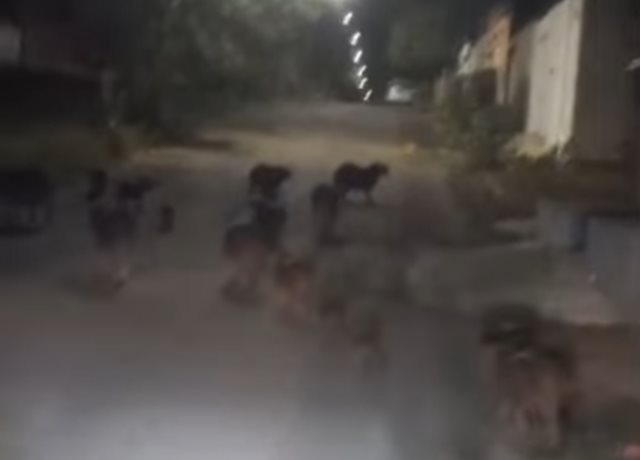 Capivaras surpreendem moradores em bairro de Guanambi e acendem alerta ambiental